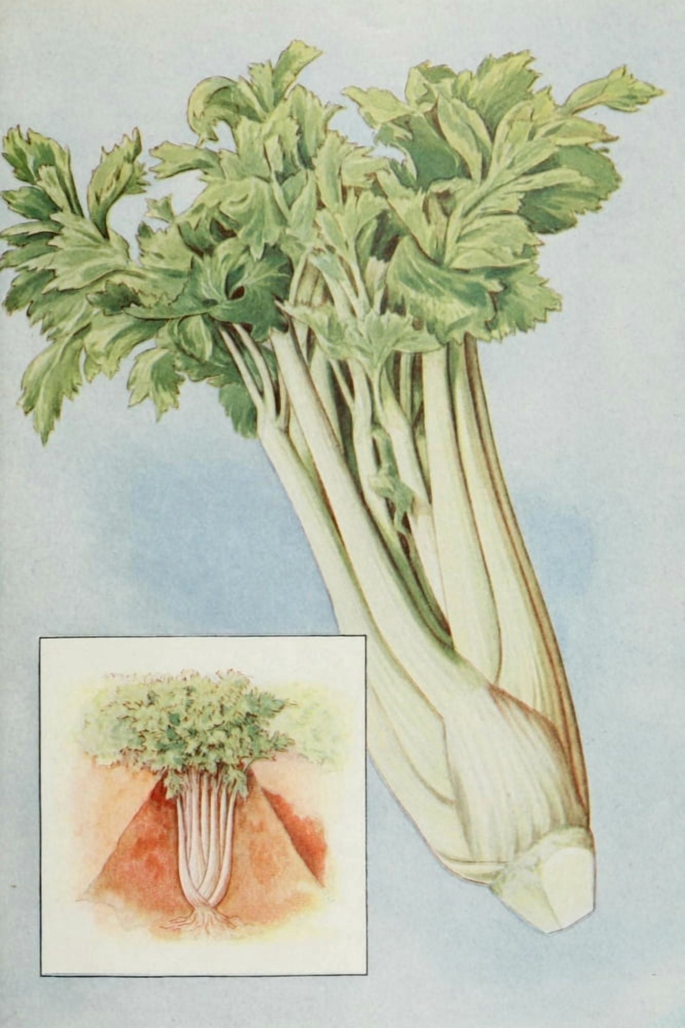 The Grocers Encyclopedia 1911 Celery Canvas Art - (18 x 24)
