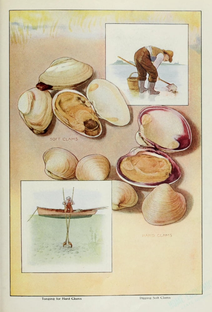 The Grocers Encyclopedia 1911 Clams Canvas Art - (24 x 36)