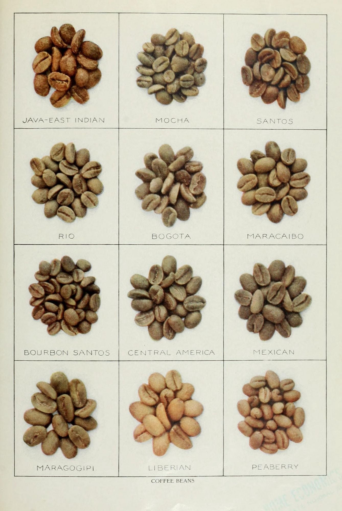 The Grocers Encyclopedia 1911 Coffee Beans Canvas Art - (24 x 36)
