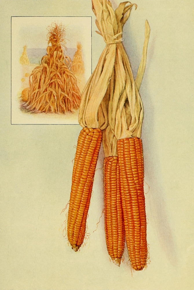 The Grocers Encyclopedia 1911 Corn Canvas Art -  (24 x 36)