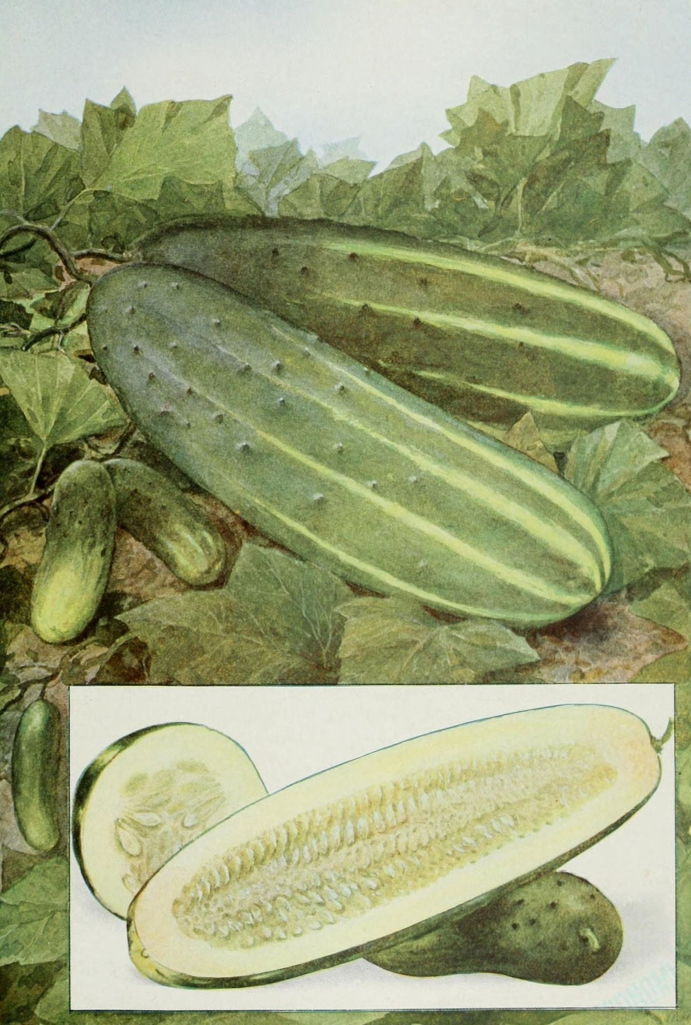 The Grocers Encyclopedia 1911 Cucumbers Canvas Art - (24 x 36)
