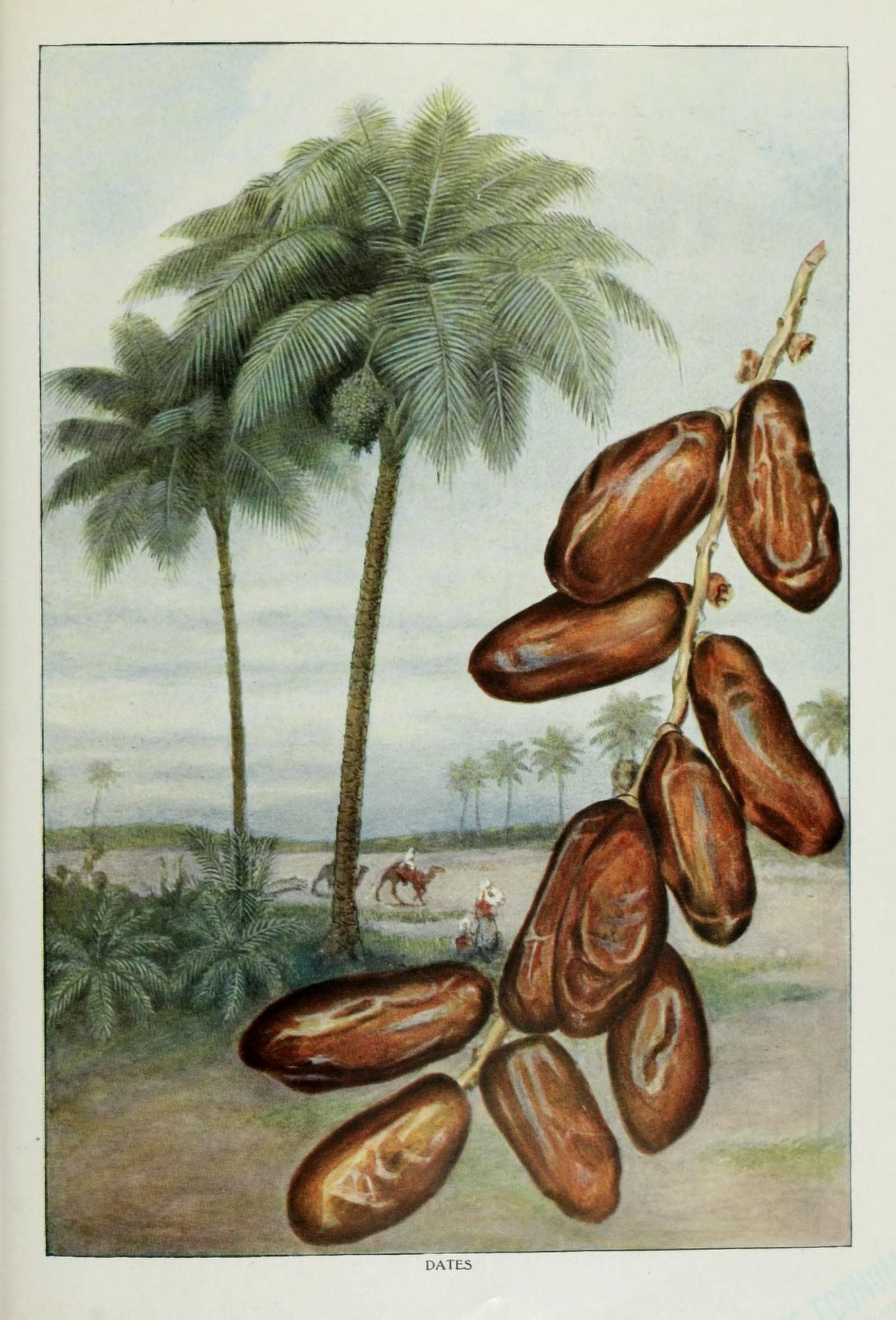 The Grocers Encyclopedia 1911 Dates Canvas Art - (18 x 24)