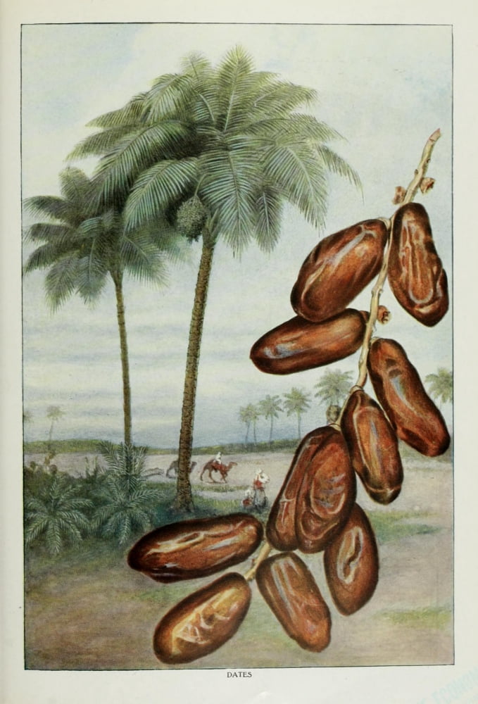 The Grocers Encyclopedia 1911 Dates Canvas Art - (24 x 36)