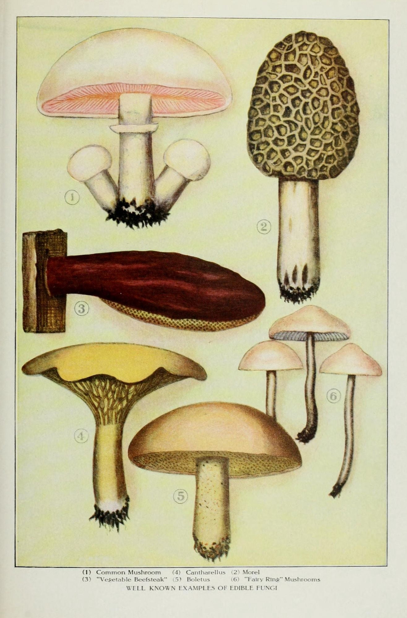 The Grocers Encyclopedia 1911 Edible Fungi Canvas Art -  (24 x 36)