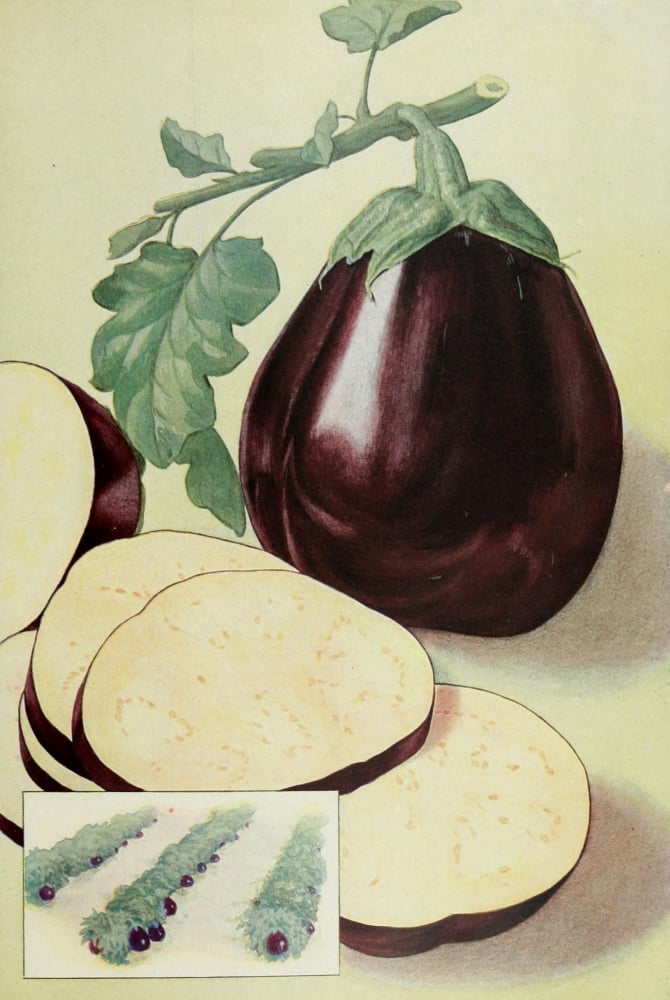 The Grocers Encyclopedia 1911 Egg Plant (Aubergine) Canvas Art - (18 x 24)