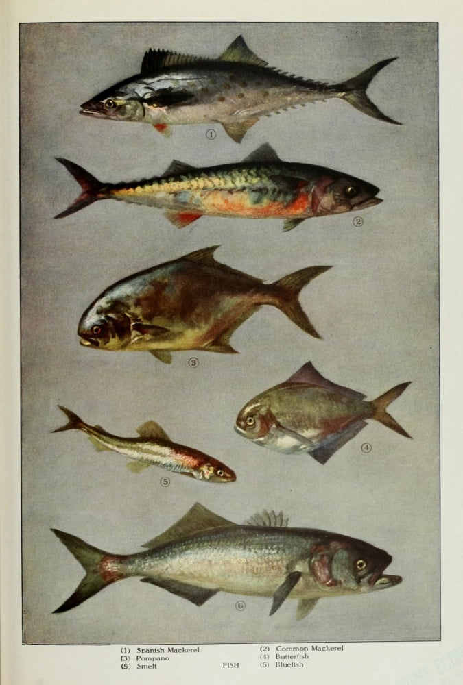 The Grocers Encyclopedia 1911 Fish Canvas Art - (18 x 24)