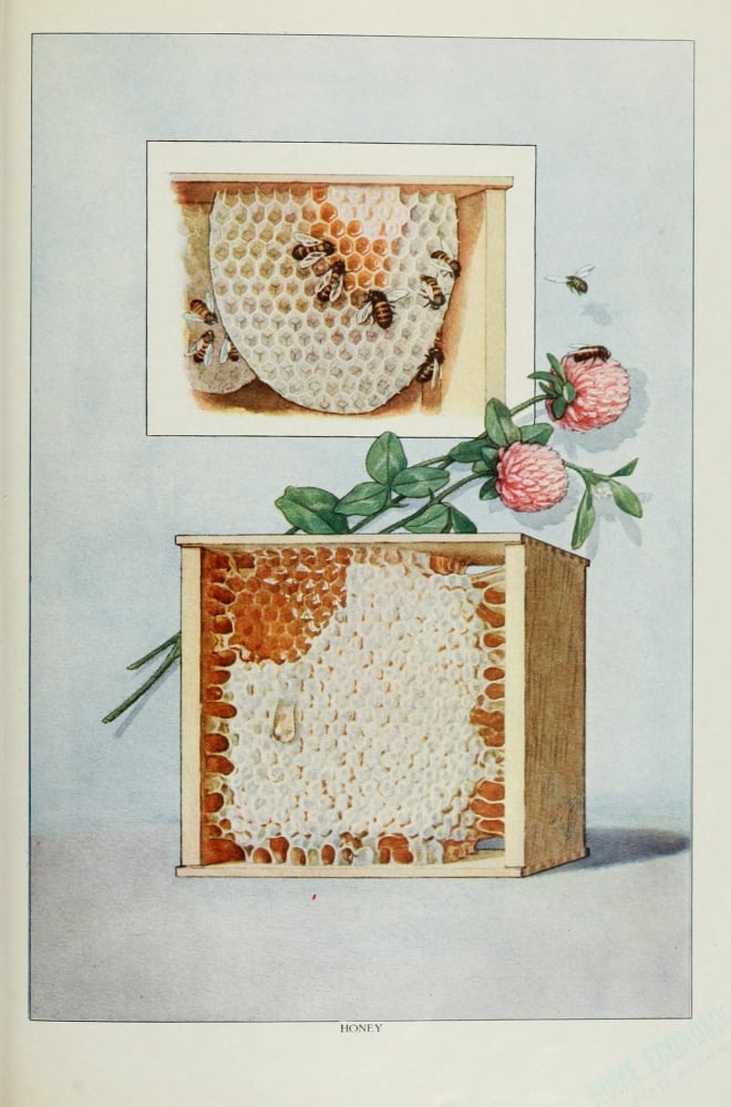 The Grocers Encyclopedia 1911 Honey Canvas Art - (18 x 24)
