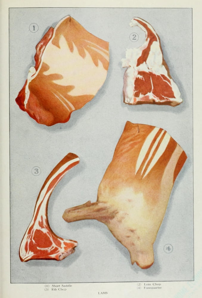 The Grocers Encyclopedia 1911 Lamb Canvas Art - (24 x 36)