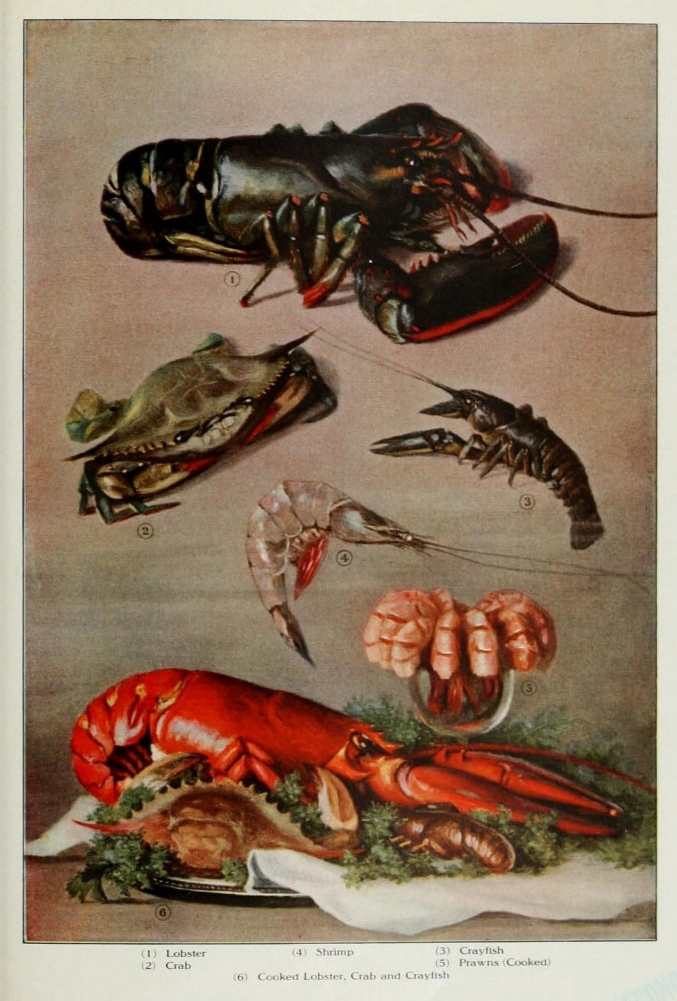 The Grocers Encyclopedia 1911 Lobster Crab & Crayfish Canvas Art - (18 x 24)