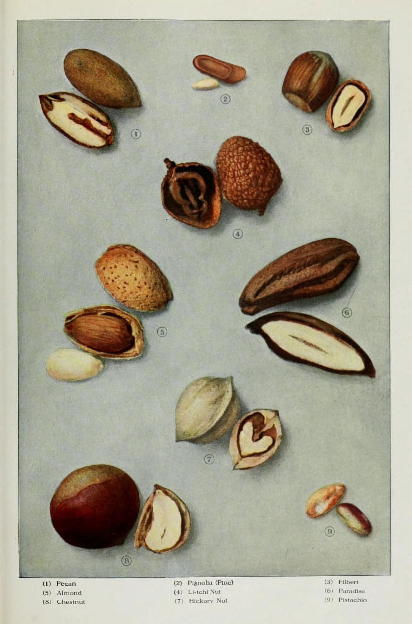 The Grocers Encyclopedia 1911 Nuts 2 Canvas Art - (24 x 36)