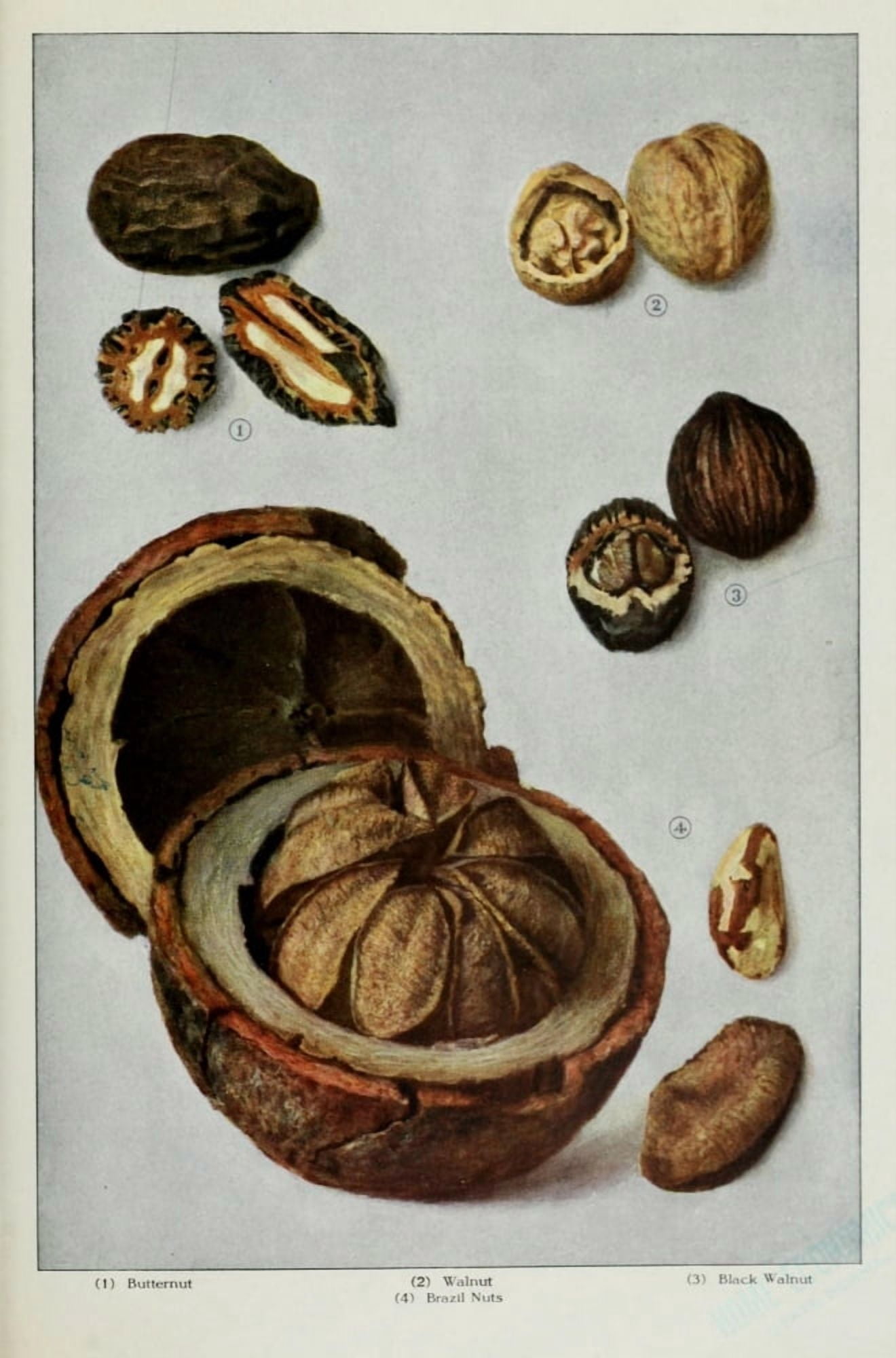 The Grocers Encyclopedia 1911 Nuts Canvas Art - (24 x 36)