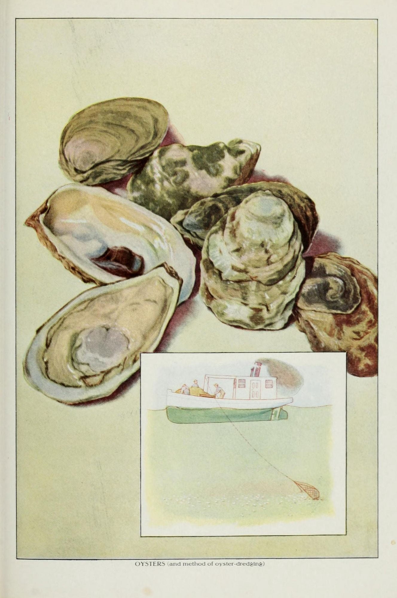 The Grocers Encyclopedia 1911 Oysters Canvas Art - (24 x 36)