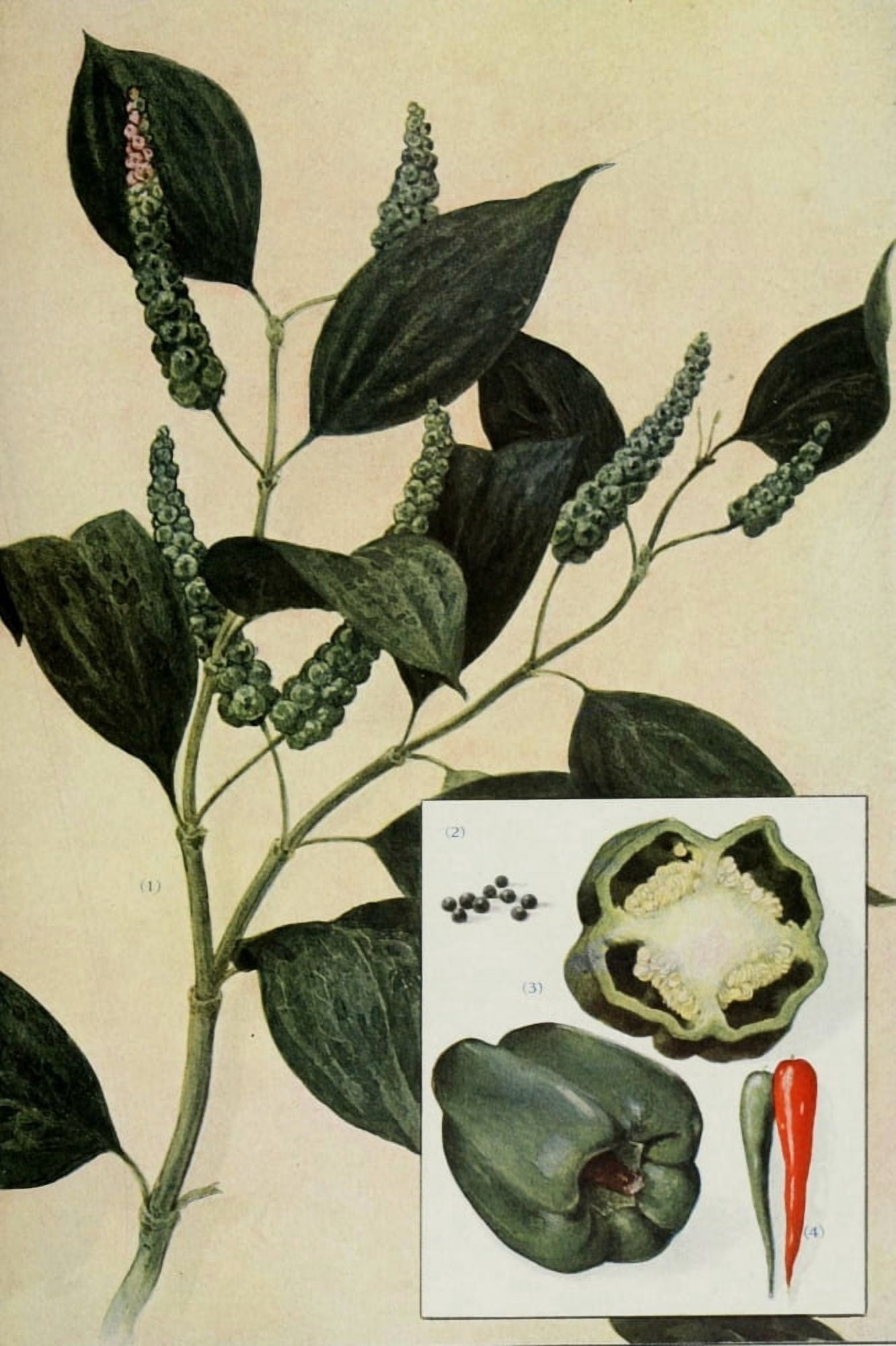 The Grocers Encyclopedia 1911 Peppers Canvas Art - (18 x 24)