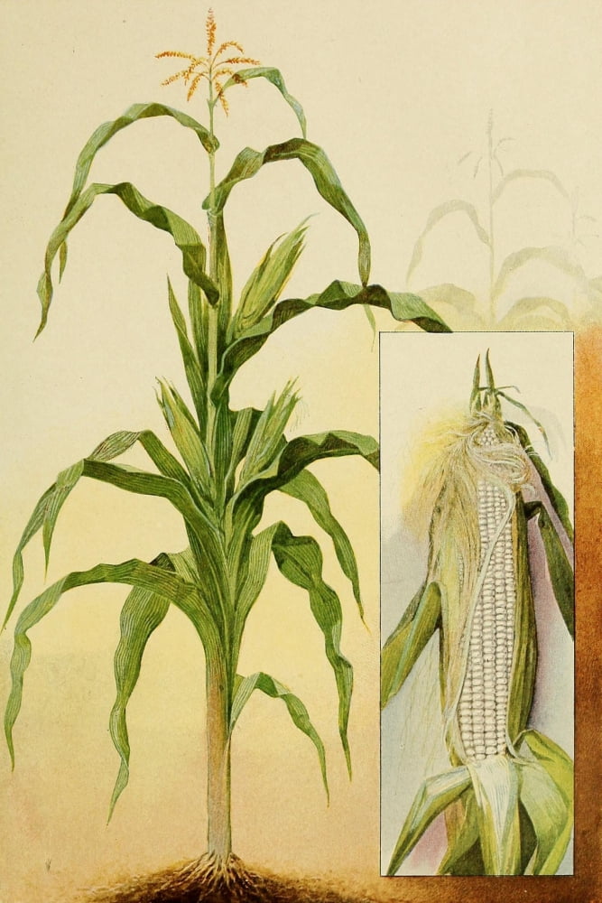 The Grocers Encyclopedia 1911 Sweetcorn Canvas Art - (18 x 24)