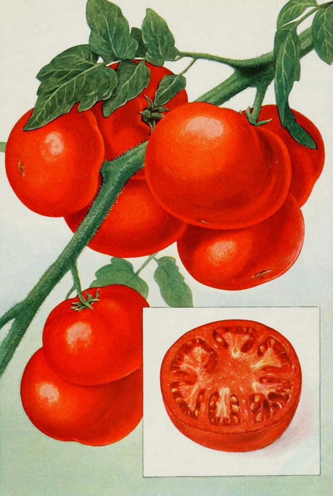 The Grocers Encyclopedia 1911 Tomatoes Canvas Art - (24 x 36)