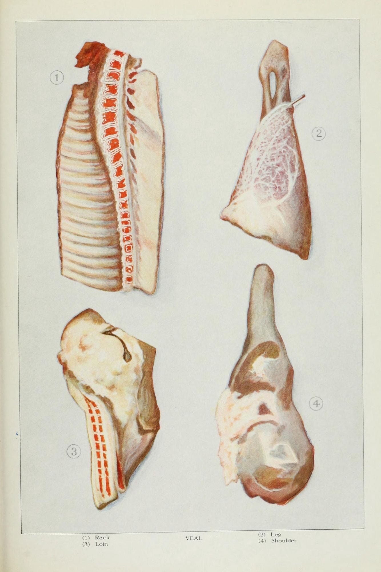 The Grocers Encyclopedia 1911 Veal Canvas Art - (18 x 24)