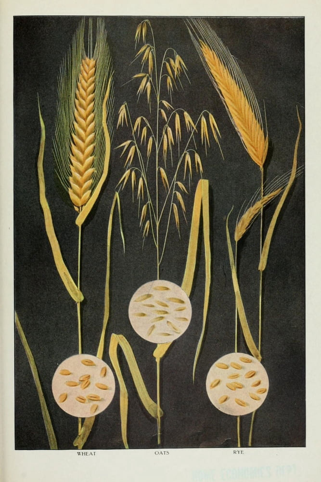 The Grocers Encyclopedia 1911 Wheat Oats & Rye Canvas Art - (18 x 24)