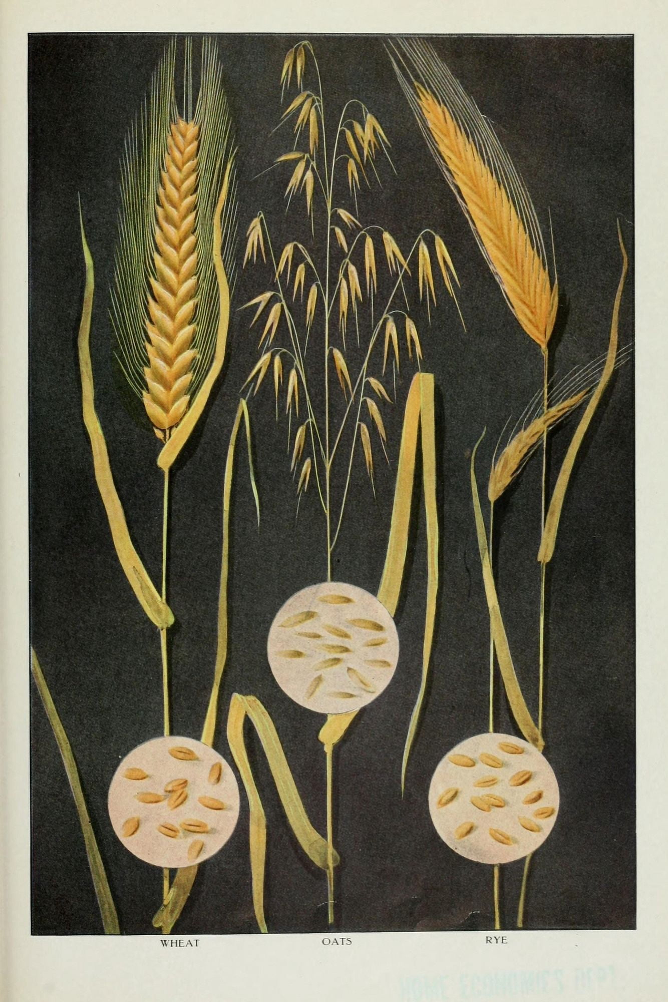 The Grocers Encyclopedia 1911 Wheat Oats & Rye Canvas Art - (24 x 36)