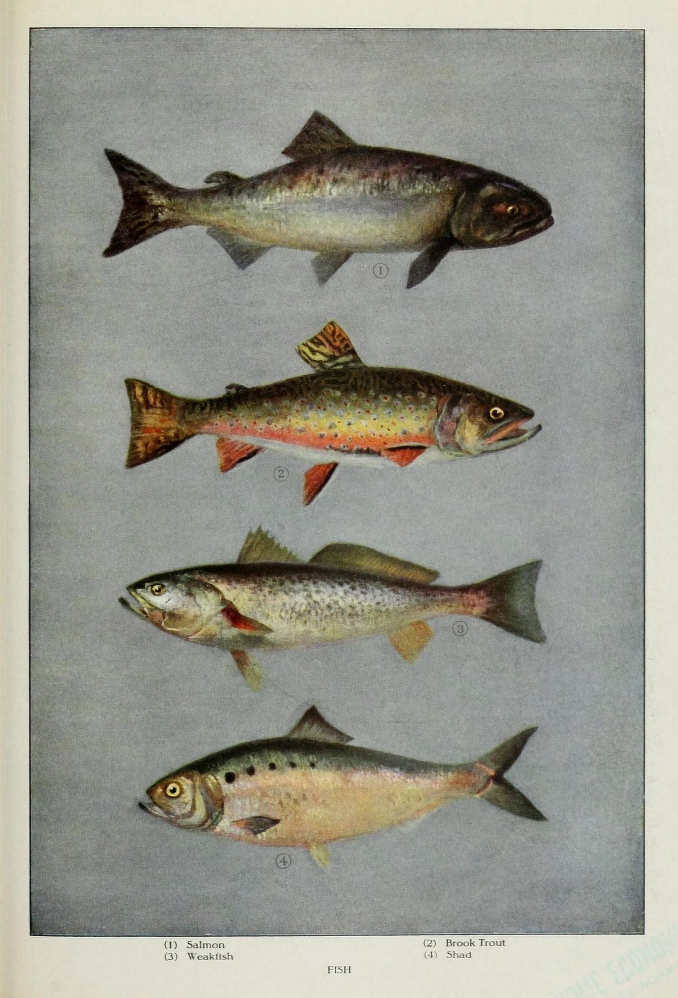 The Grocers Encyclopedia 1911 more Fish Canvas Art - (18 x 24)