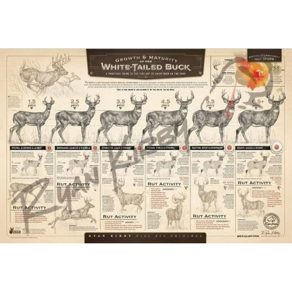 "The Growth & Maturity of the White-tailed Buck" Fine Art Paper Print
