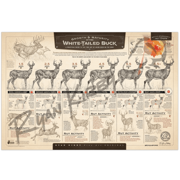 "The Growth and Maturity of the White-tailed Buck" Paper Art Print