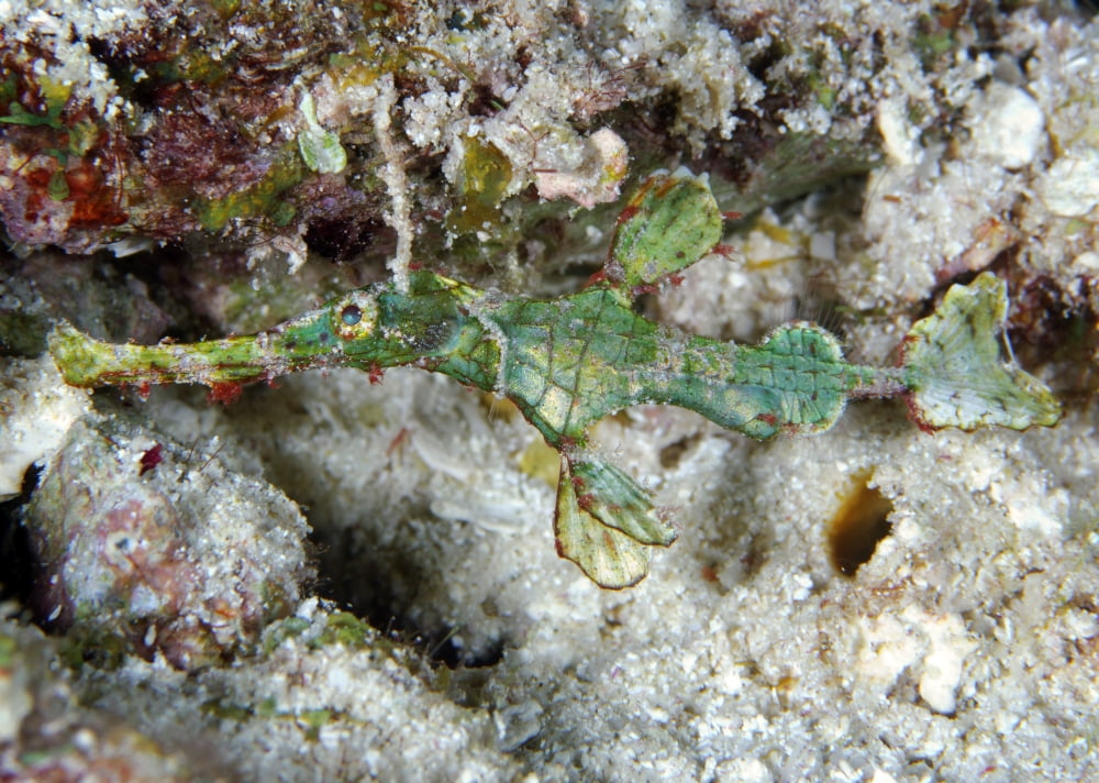 The Halimeda ghost pipefish near coralline algae beds Canvas Art - Steve JonesStocktrek Images (17 x 12)
