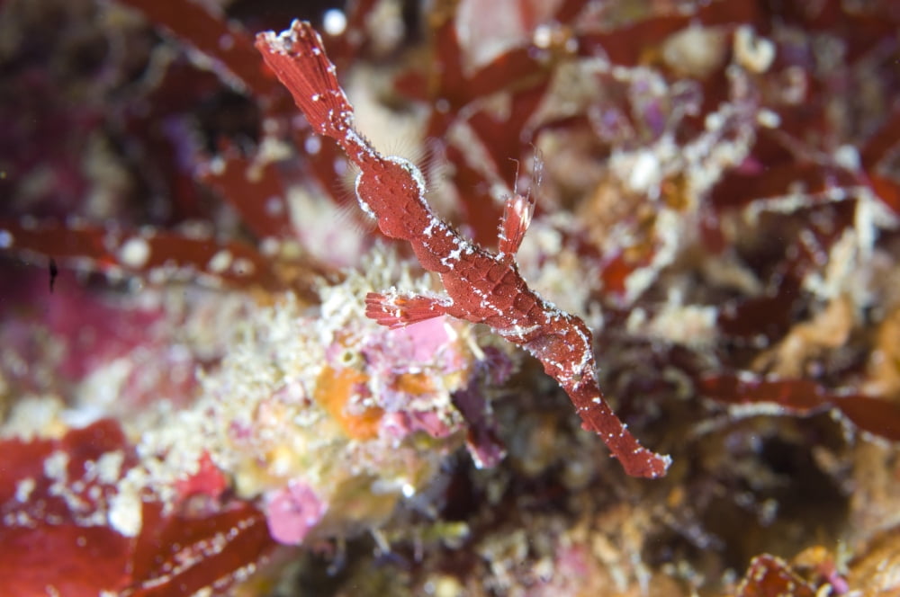 The Halimeda ghost pipefish near coralline red algae Canvas Art - Steve JonesStocktrek Images (35 x 23)