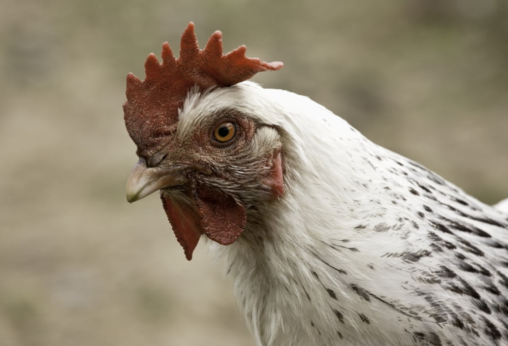 The Head Of A Rooster Canvas Art - John Short Design Pics (18 x 12)