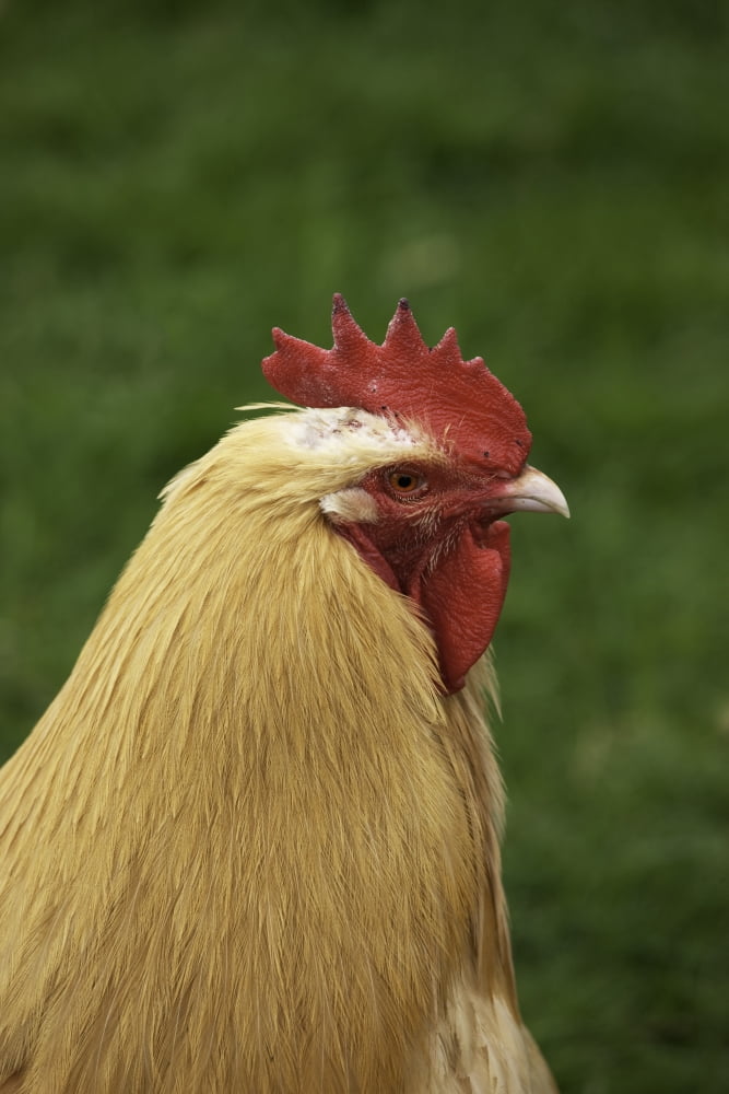 The Head Of A Rooster Canvas Art - John Short Design Pics (24 x 38)