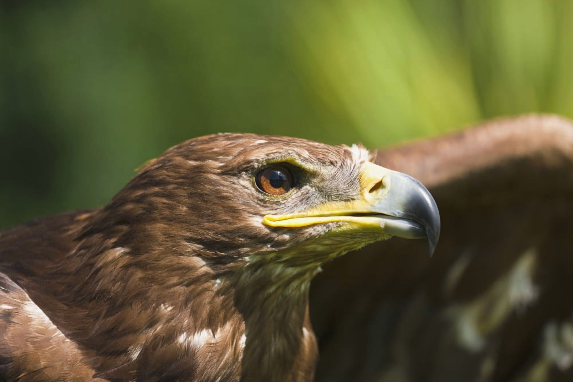 The Head Of An Eagle Windermere Cumbria England Canvas Art - John Short Design Pics (38 x 24)