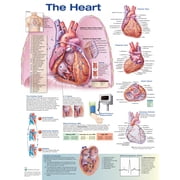 The Heart Anatomical Chart Other