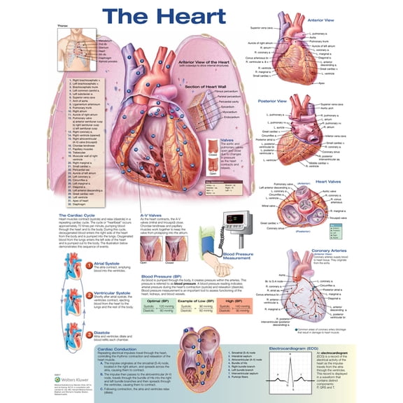 The Heart Anatomical Chart (Other)