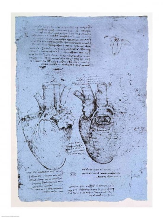 The Heart Canvas Art - Leonardo Da Vinci (18 x 24)