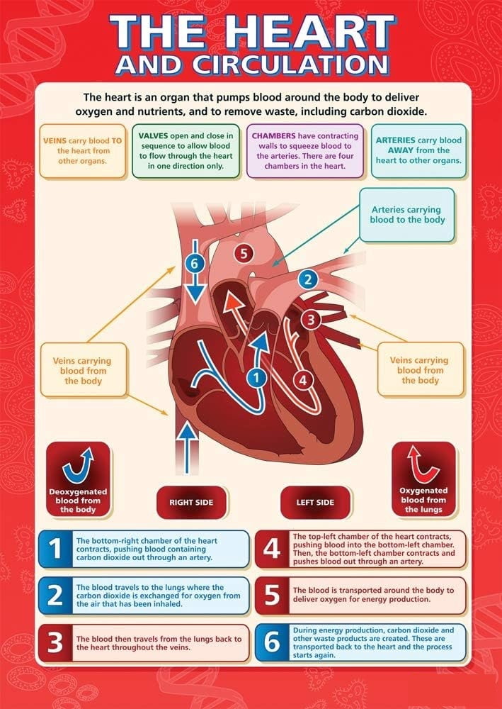 School Circulation Example The Heart and Circulation Classroom Poster STEM Middle & High School ...