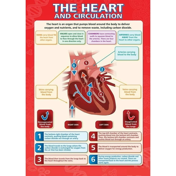The Heart and Circulation Classroom Poster STEM Middle & High School Class Decoration