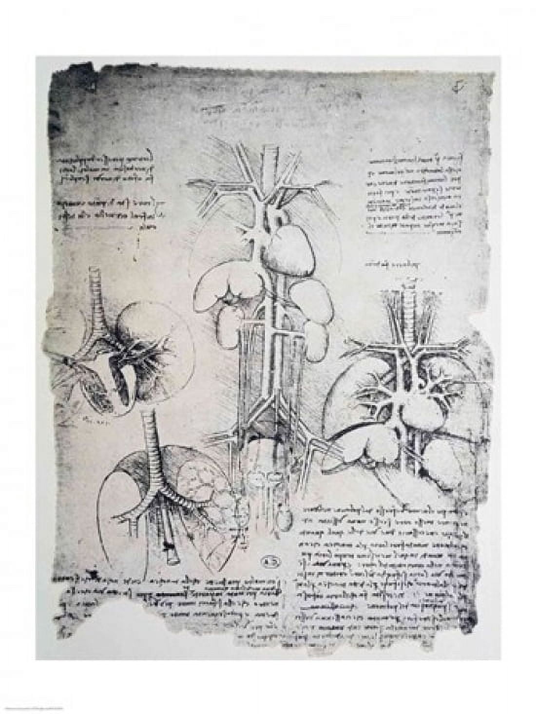 The Heart and the Circulation Canvas Art - Leonardo Da Vinci (18 x 24)