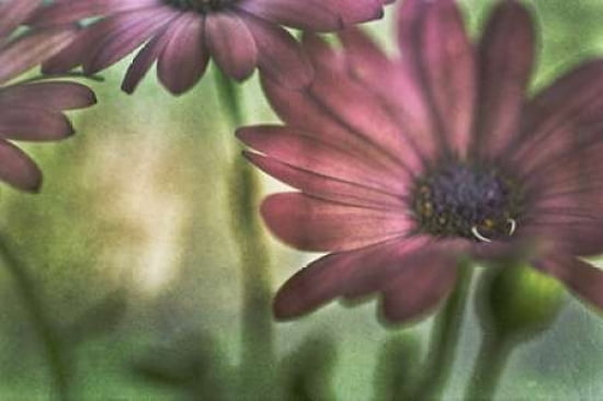 The Heart in May Canvas Art - Roberta Murray (12 x 18)