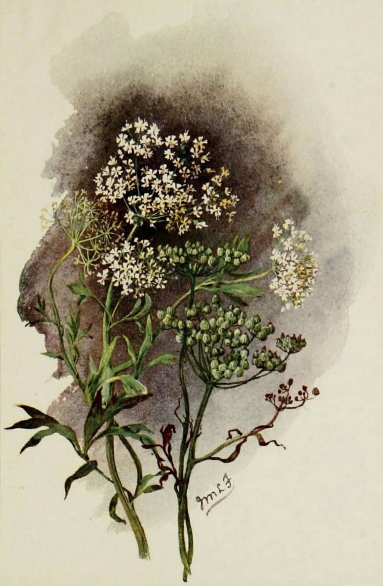 The Herb-Garden 1911 Anise in flower and seed Canvas Art - Isabelle Forrest (18 x 24)