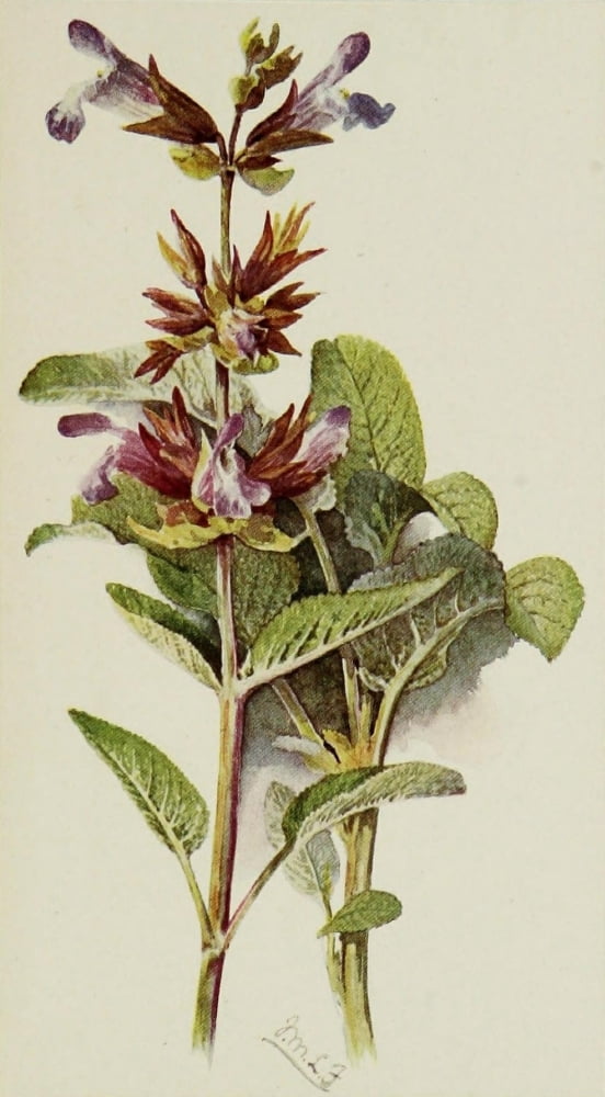 The Herb-Garden 1911 Common Sage Canvas Art - Isabelle Forrest (18 x 24)