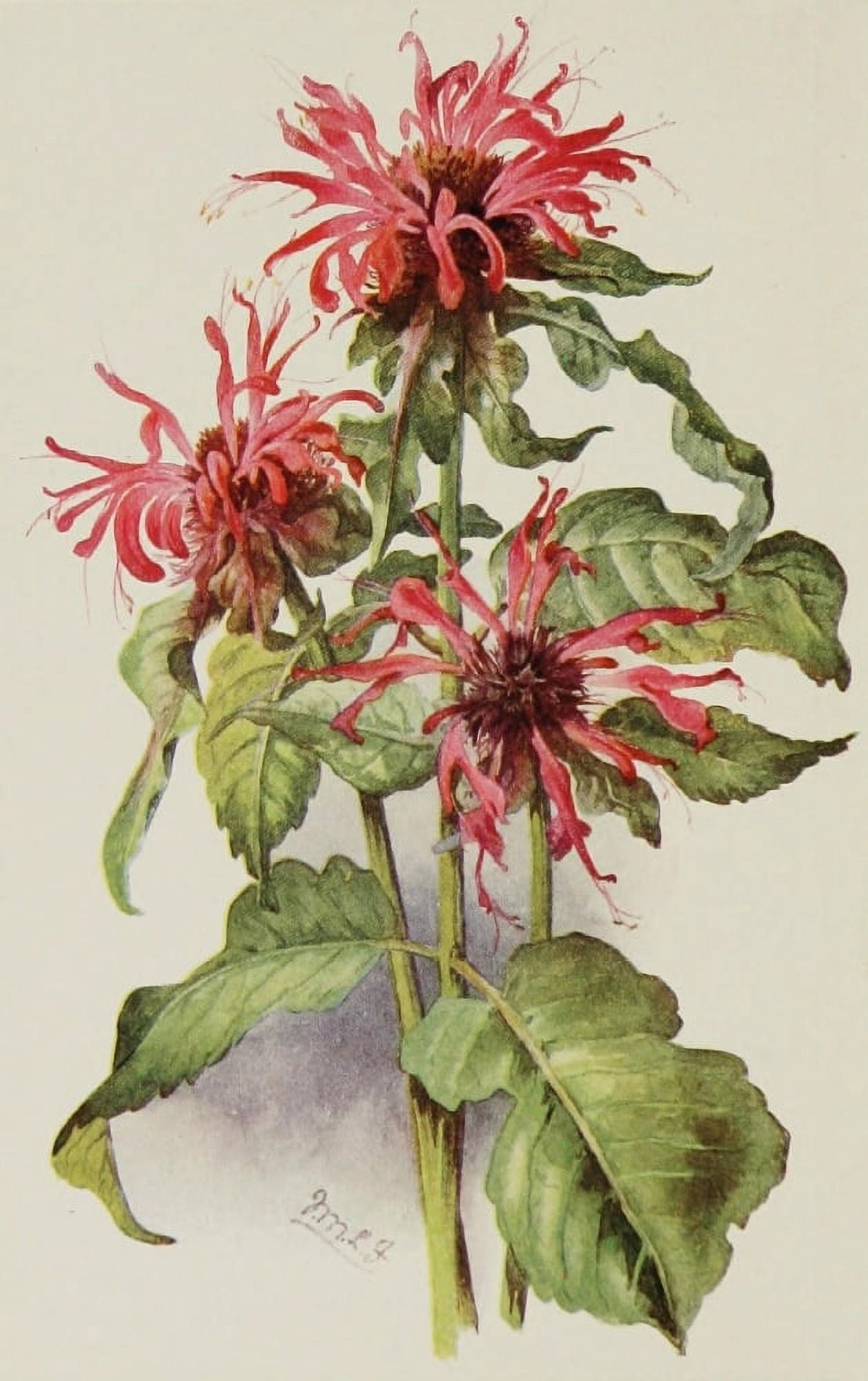 The Herb-Garden 1911 Crimson Bergamot Canvas Art - Isabelle Forrest (18 x 24)