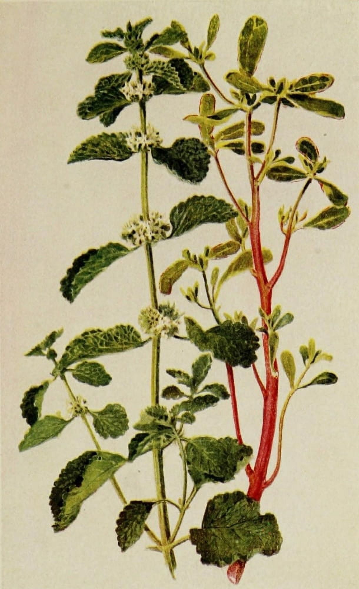 The Herb Garden 1911 Horehound & Purslane Canvas Art - Florence Amherst (18 x 24)