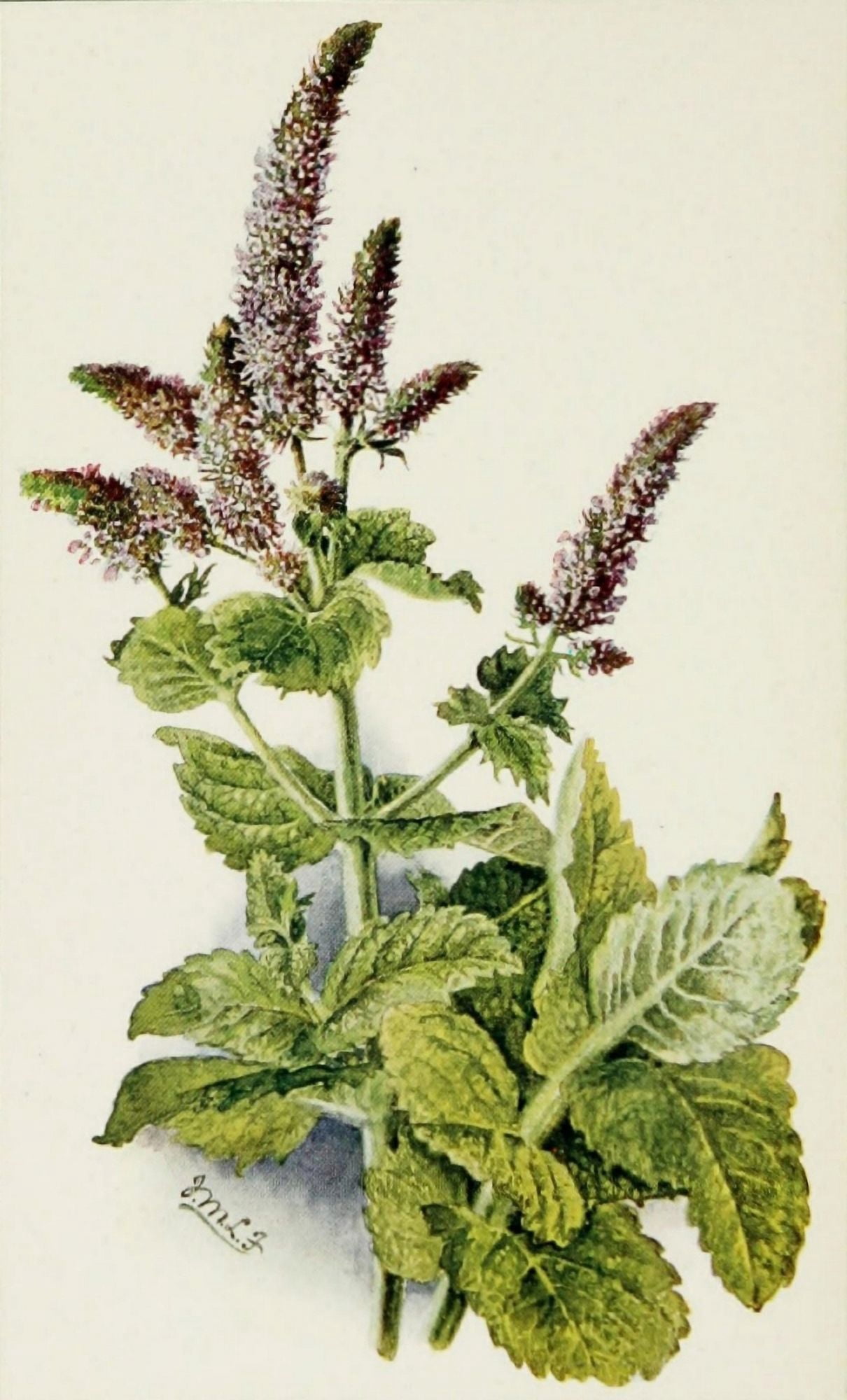 The Herb-Garden 1911 Horse-mint Canvas Art - Isabelle Forrest (18 x 24)