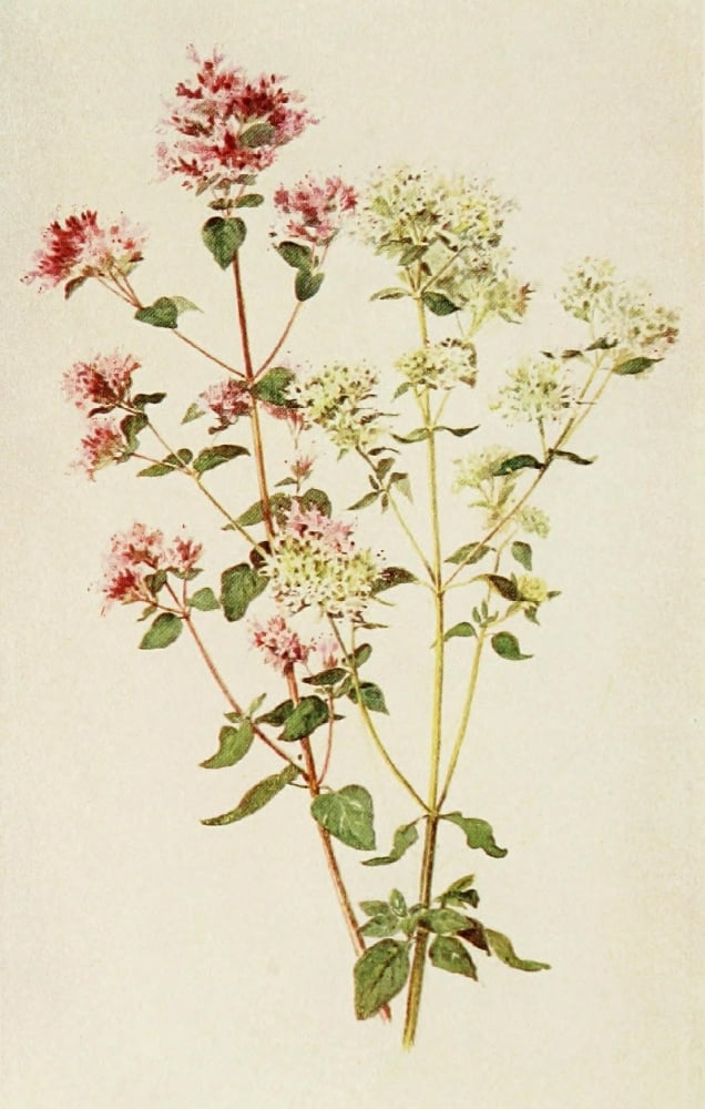 The Herb Garden 1911 Pot Marjoram Canvas Art - Florence Amherst (18 x 24)