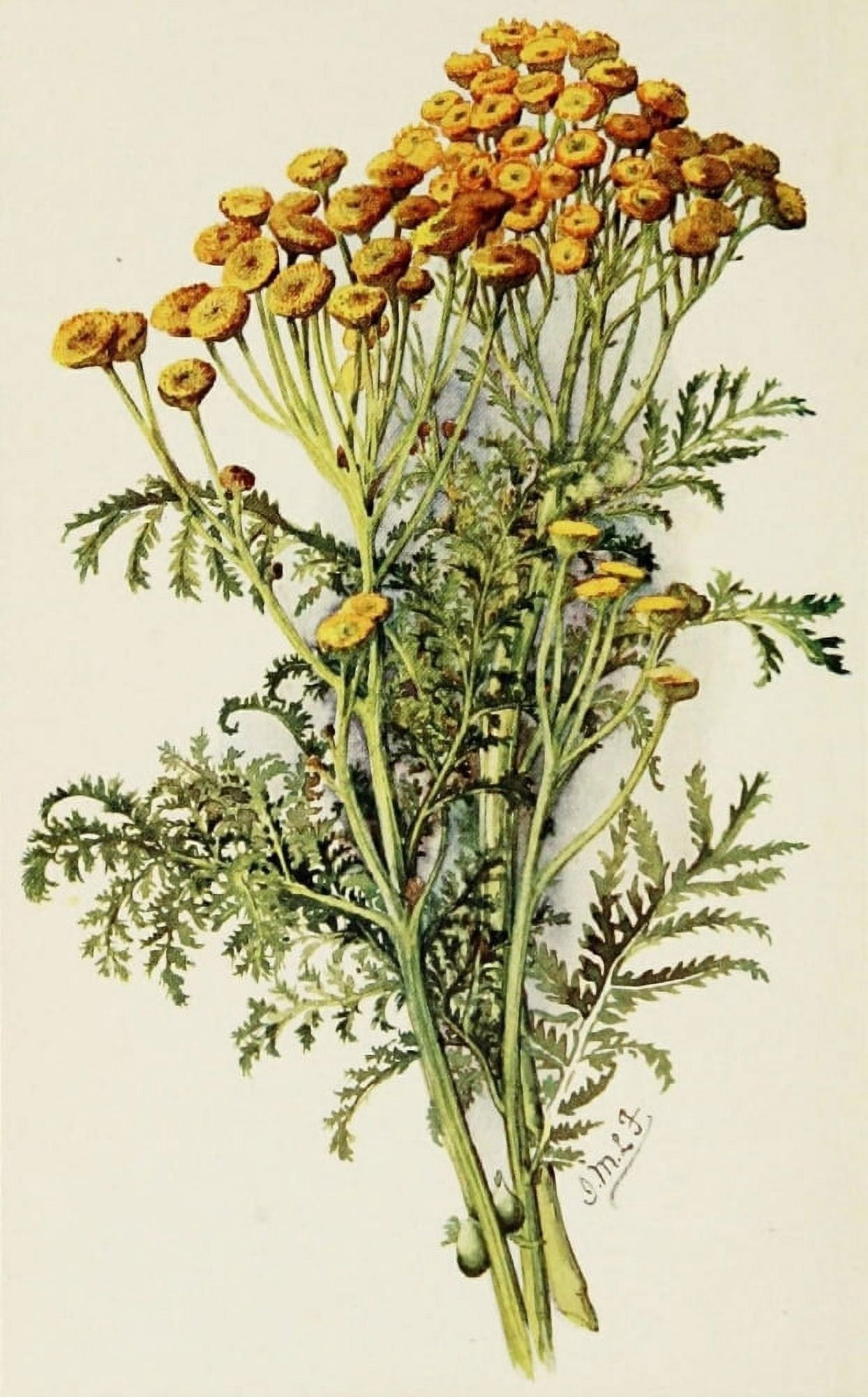 The Herb-Garden 1911 Tansy Canvas Art - Isabelle Forrest (18 x 24)