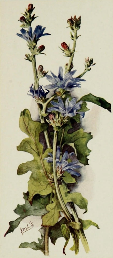 The Herb-Garden 1911 Wild Chicory Canvas Art - Isabelle Forrest (18 x 24)