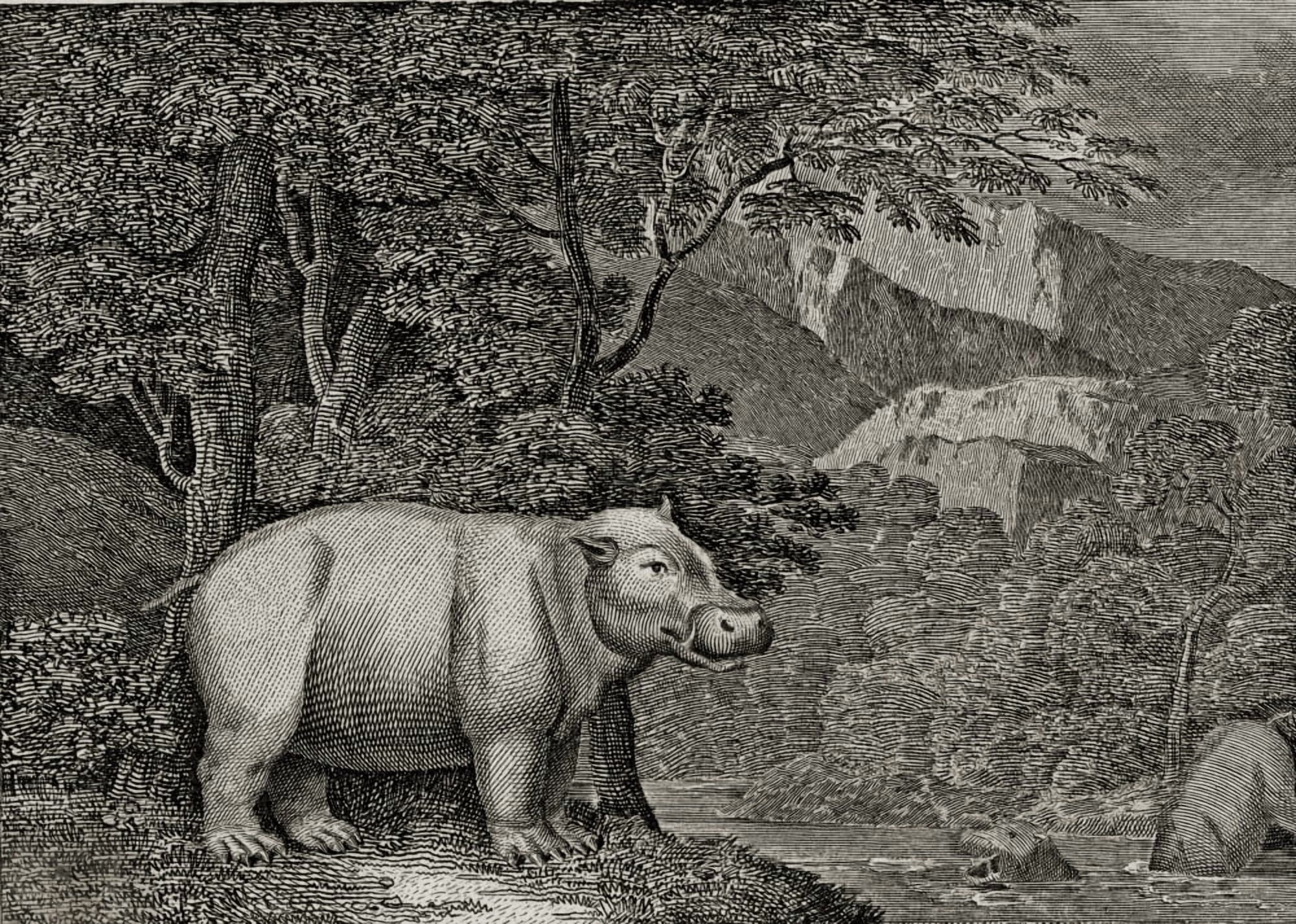 The Hippopotamus Of The Cape Of Good Hope 18Th Century Print Canvas Art - Ken Welsh Design Pics (17 x 12)