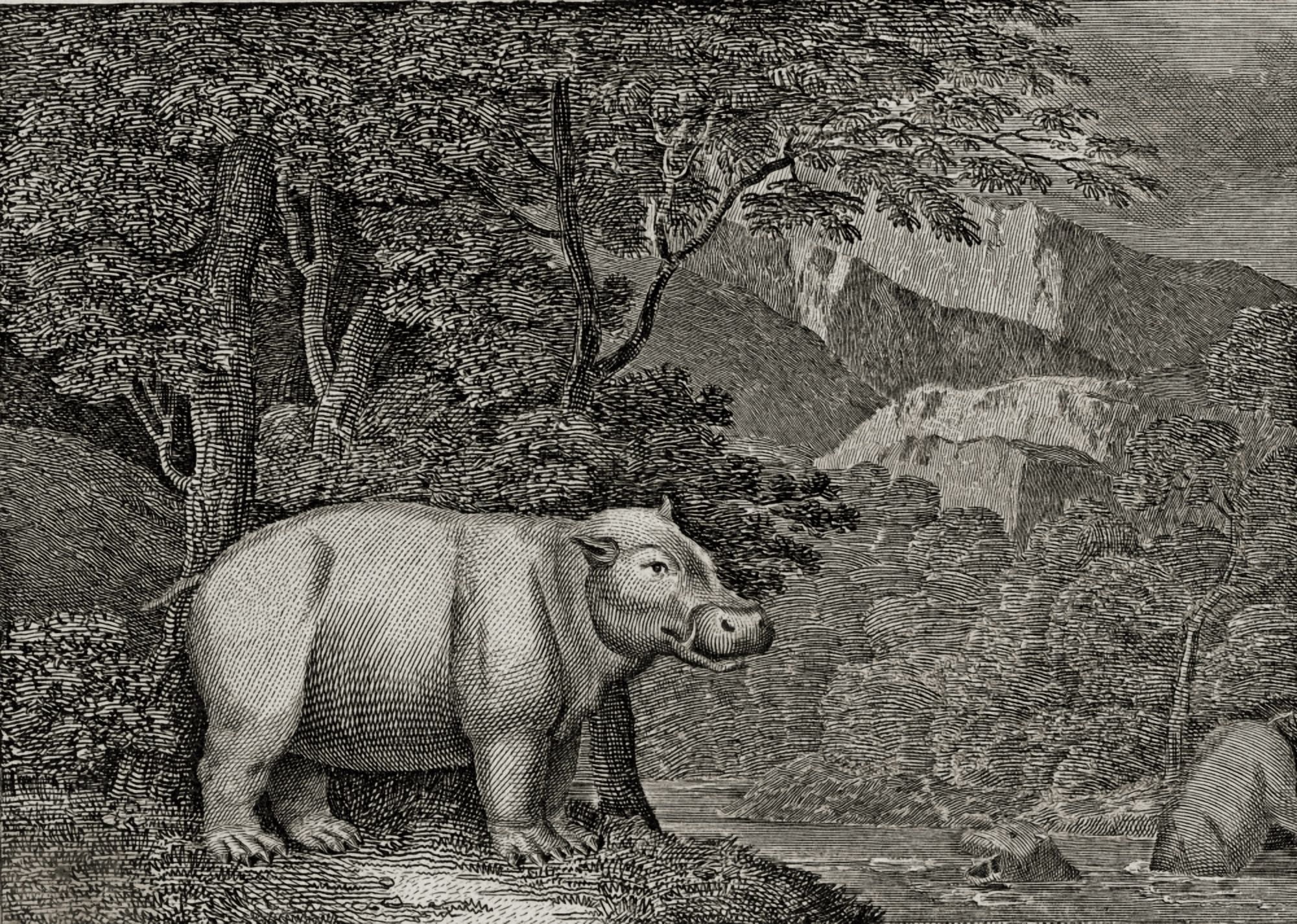 The Hippopotamus Of The Cape Of Good Hope 18Th Century Print Canvas Art - Ken Welsh Design Pics (34 x 24)