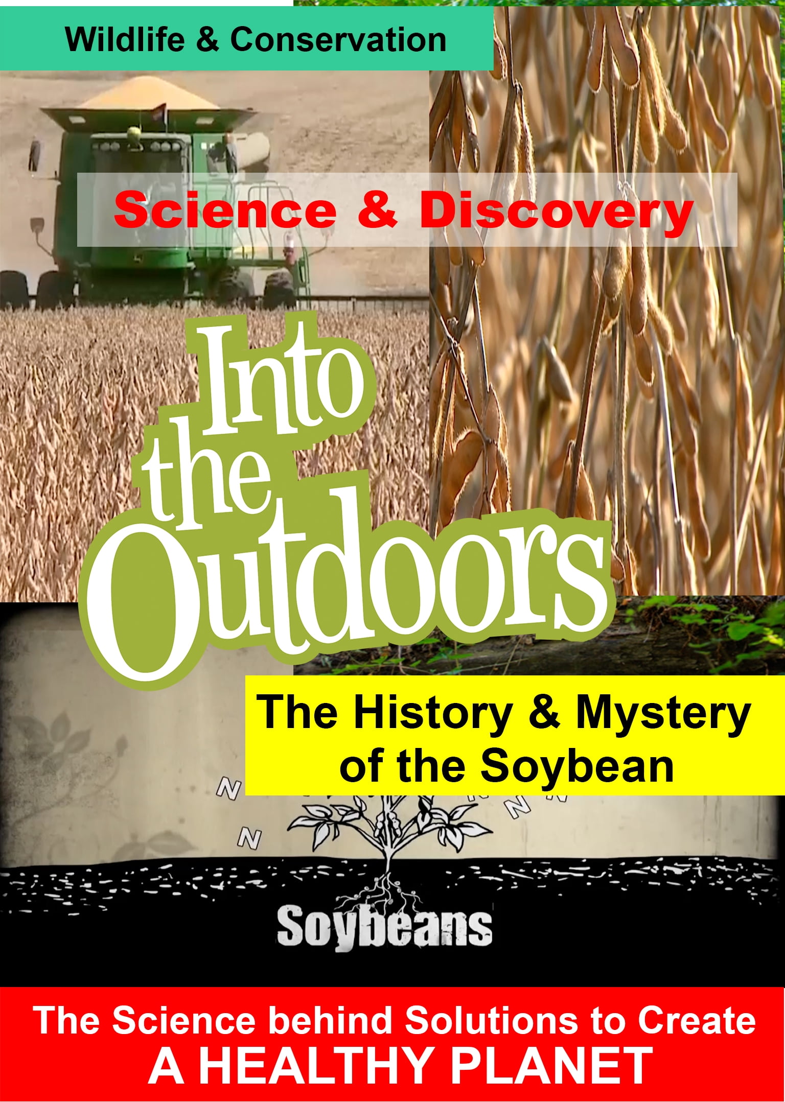 The History & Mystery of the Soybean