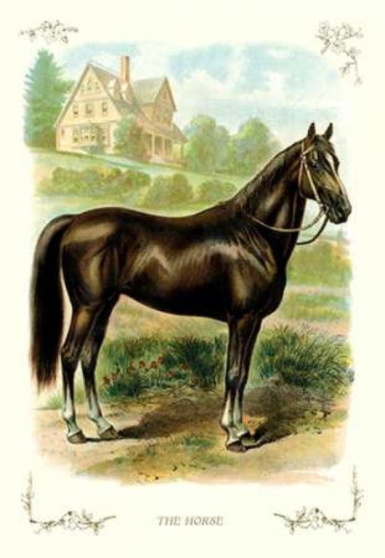 The Horse 1900 Canvas Art - Unknown (12 x 18)