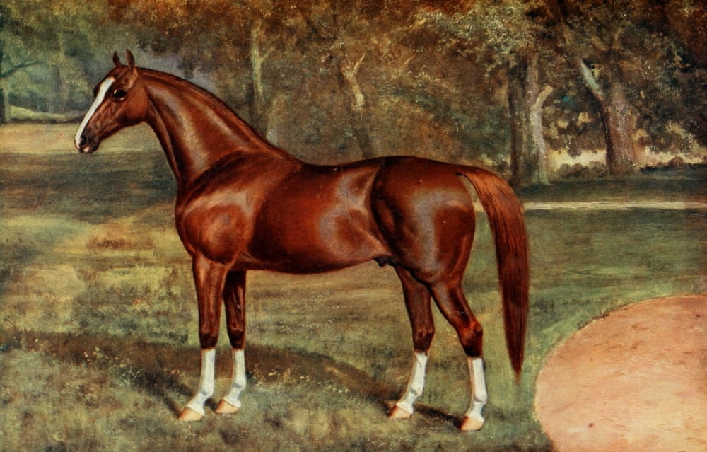 The Horse 1906 Arab stallion Mesaoud Canvas Art - Unknown (18 x 24)